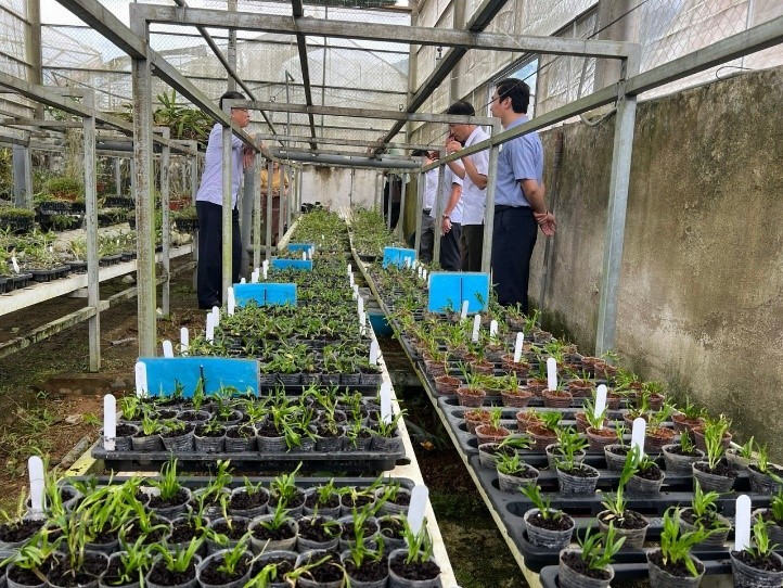Hoa lan Lai Châu được bảo hộ nhãn hiệu tập thể và chuyển giao kỹ thuật