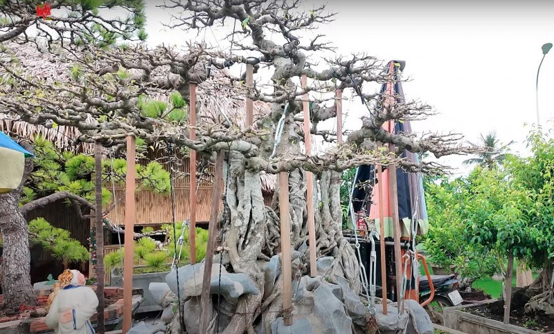 Từ bục giảng đến vườn bonsai - hành trình đam mê của “Cường Cận”