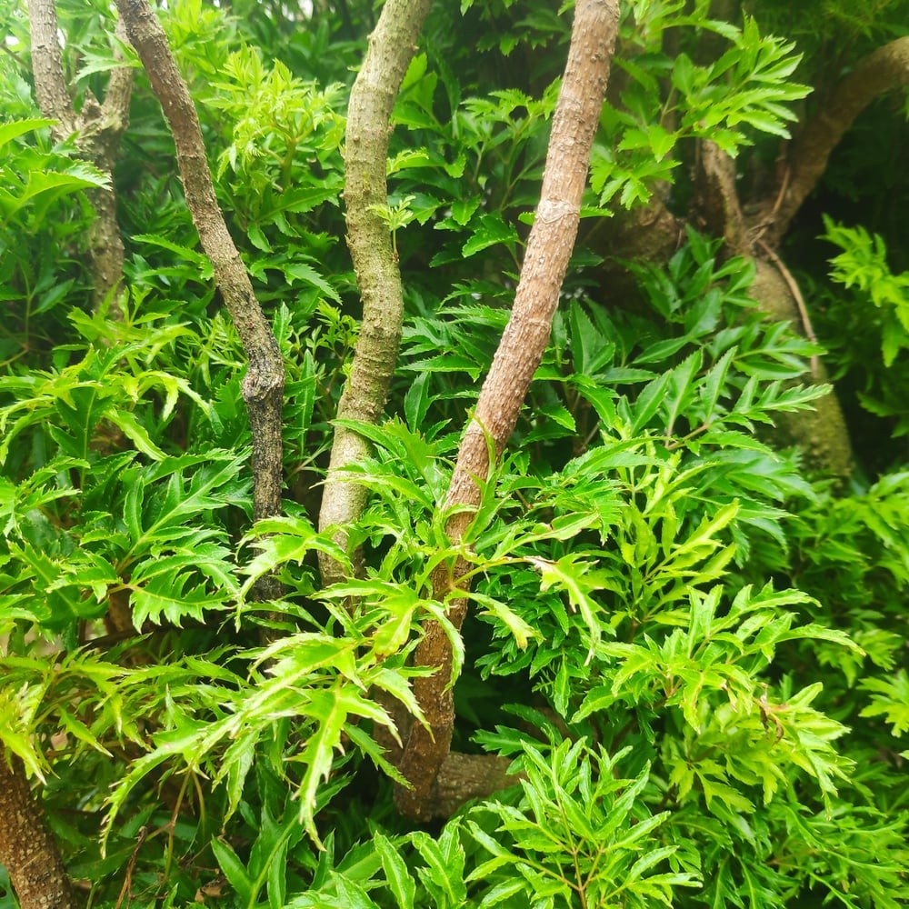 Có nên trồng cây đinh lăng trước nhà? Lời dặn của ông bà xưa không nên bỏ qua