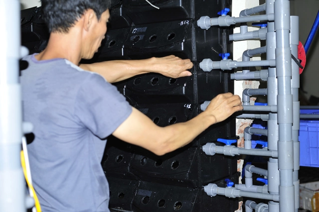 Chi nửa tỷ đồng thử nghiệm nuôi cua biển trong hộp nhựa