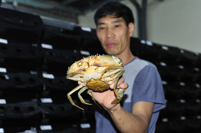 Chi nửa tỷ đồng thử nghiệm nuôi cua biển trong hộp nhựa