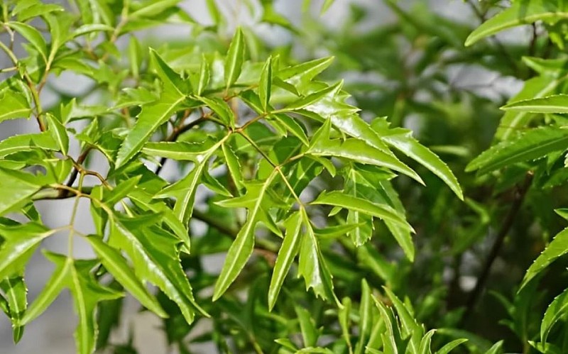 Có nên trồng cây đinh lăng trước nhà? Lời dặn của ông bà xưa không nên bỏ qua