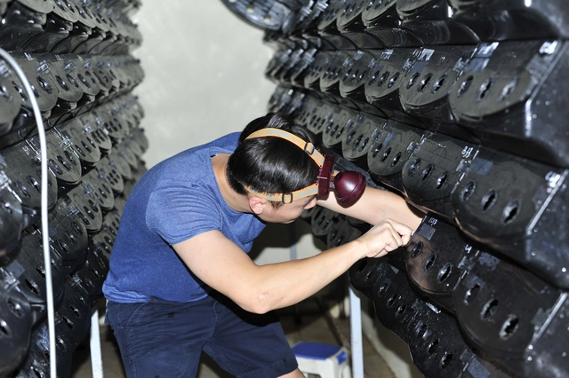 Chi nửa tỷ đồng thử nghiệm nuôi cua biển trong hộp nhựa