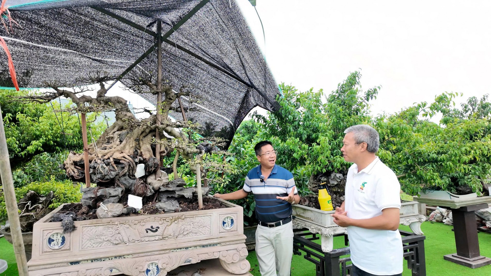 Hải Phòng: Thầy giáo bỏ giảng đường dành trọn đam mê cho nghệ thuật bonsai