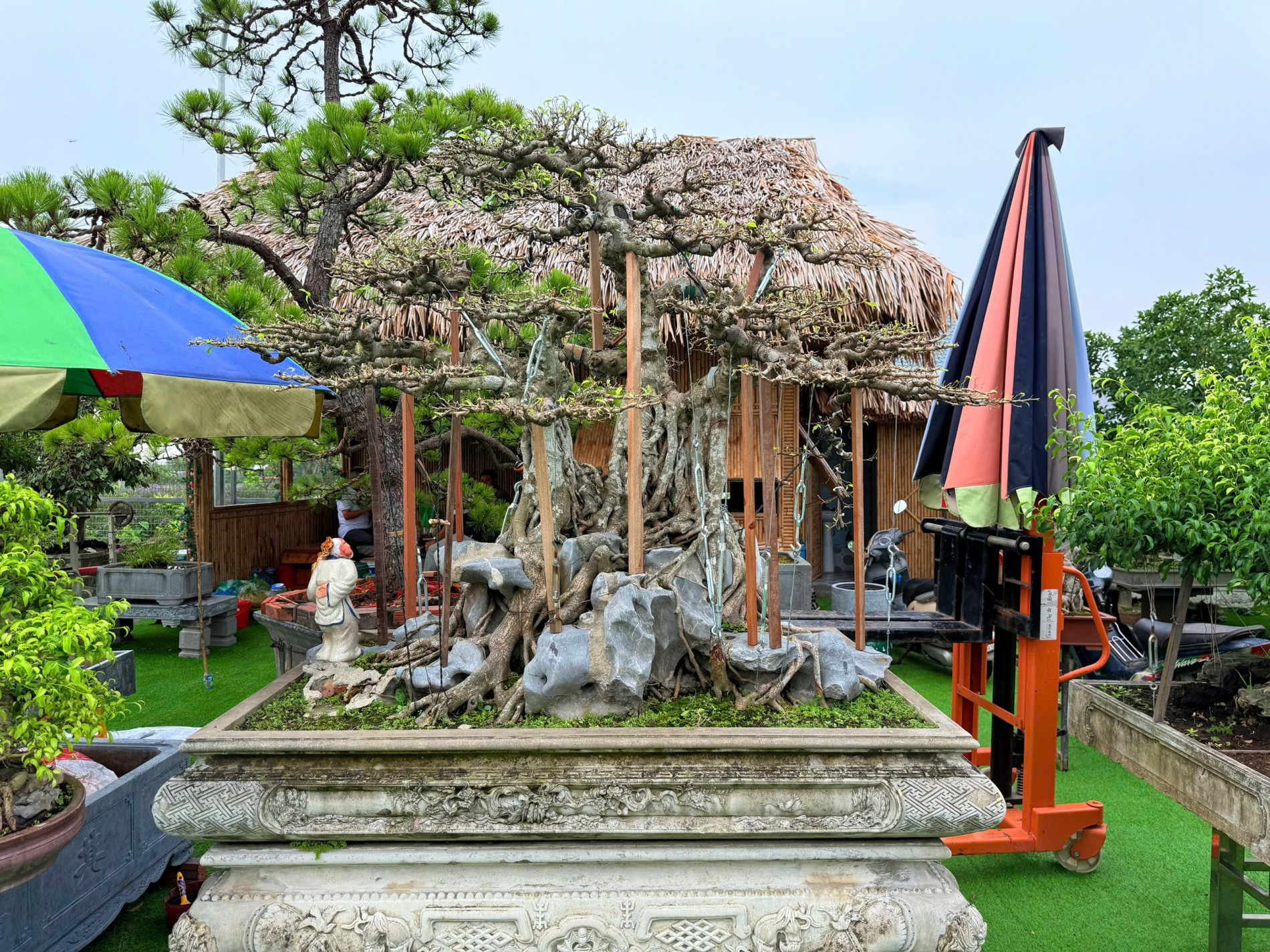 Hải Phòng: Thầy giáo bỏ giảng đường dành trọn đam mê cho nghệ thuật bonsai