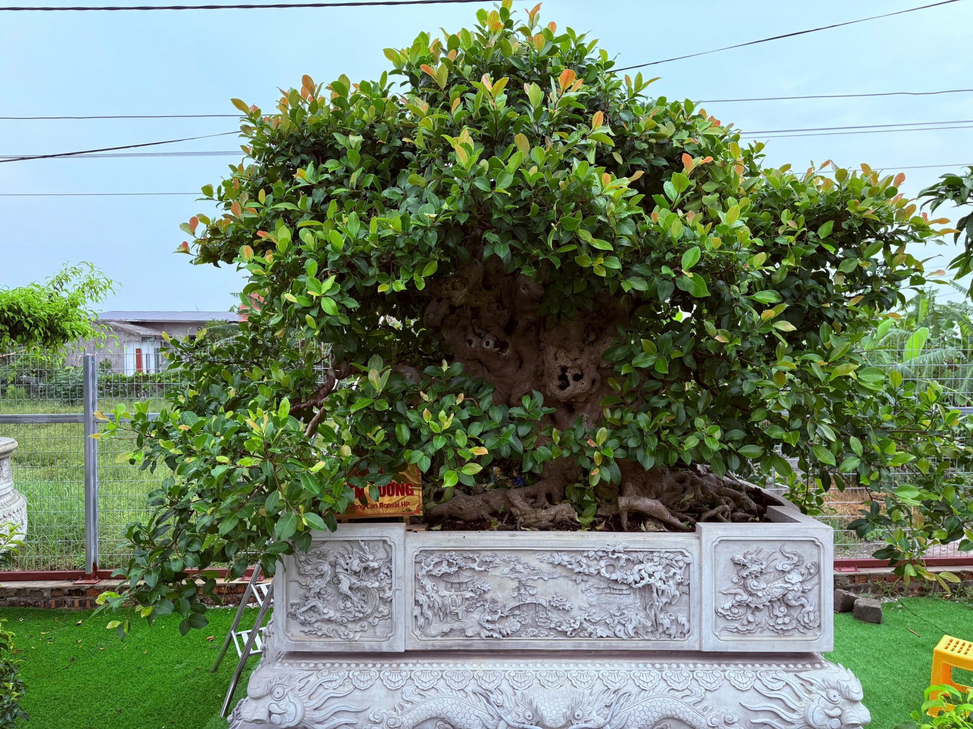 Hải Phòng: Thầy giáo bỏ giảng đường dành trọn đam mê cho nghệ thuật bonsai