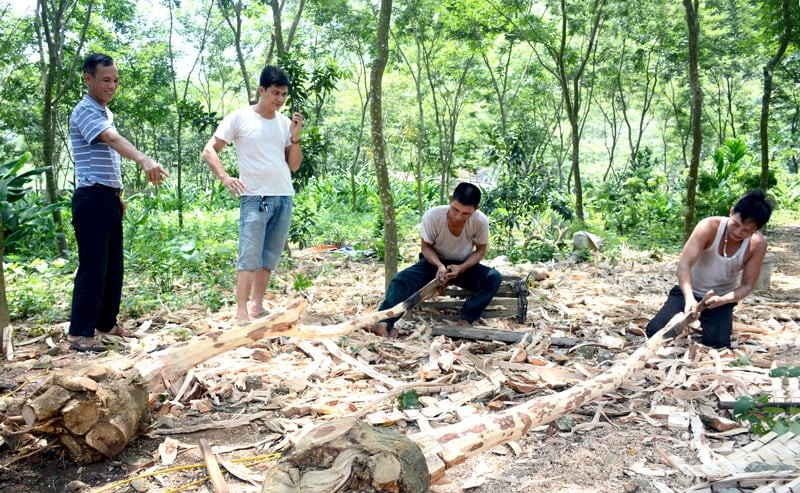 Sưa đỏ ở Tuyên Quang, loại cây sánh ngang vàng ròng được bà con 2 thôn này trồng cả rừng