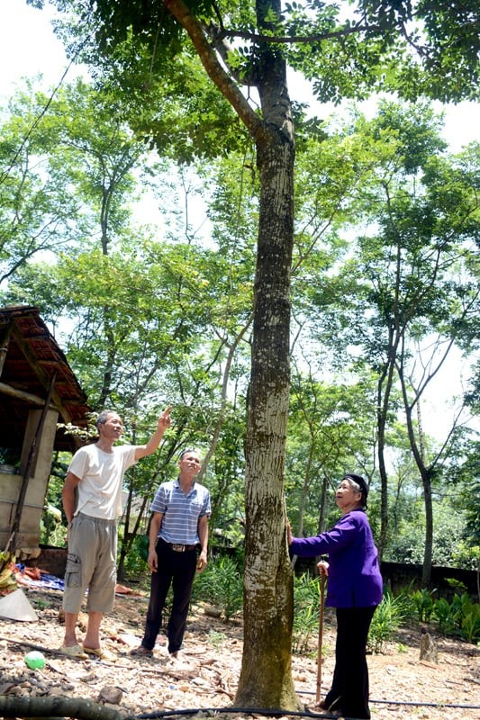 Sưa đỏ ở Tuyên Quang, loại cây sánh ngang vàng ròng được bà con 2 thôn này trồng cả rừng