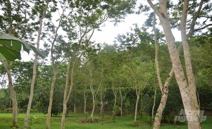 Sưa đỏ ở Tuyên Quang, loại cây sánh ngang vàng ròng được bà con 2 thôn này trồng cả rừng