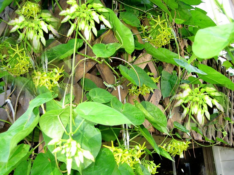 5 loài hoa leo ban công, hàng rào được cổ nhân ưa chuộng vì ý nghĩa phong thủy