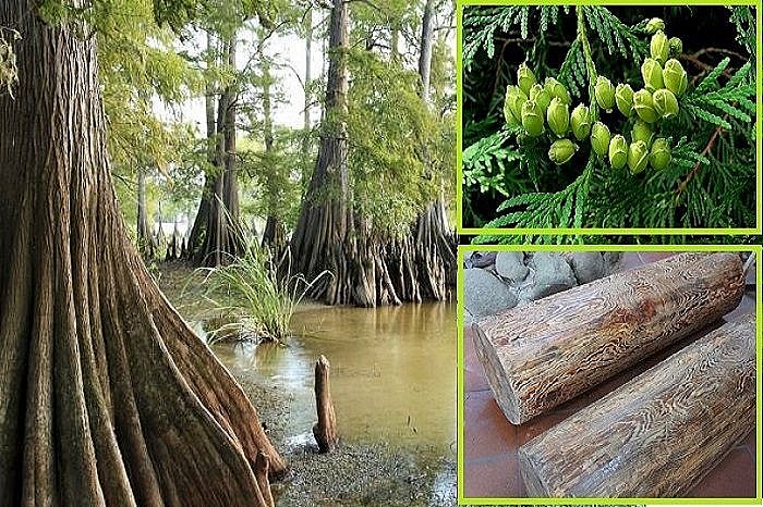 Loại cây quý hiếm bậc nhất thế giới, Việt Nam đang sở hữu "báu vật triệu năm" này ở Tây Nguyên
