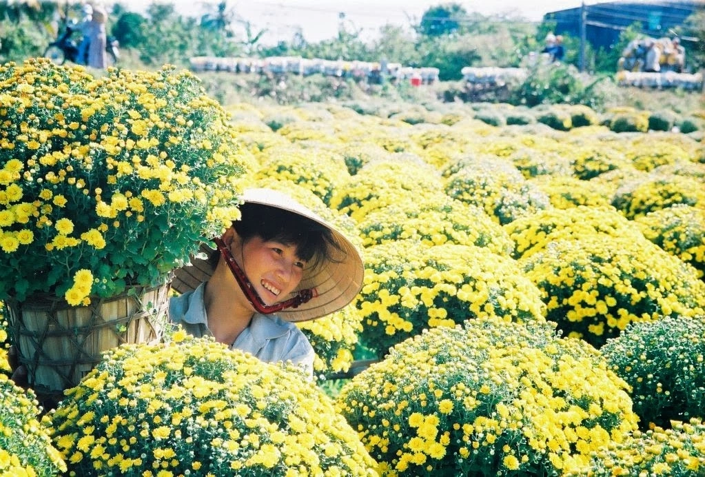Làng nghề cây giống và hoa kiểng Cái Mơn - “vựa hoa” giữa miền sông nước