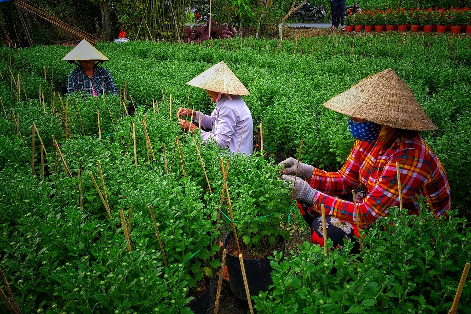 Làng nghề cây giống và hoa kiểng Cái Mơn - “vựa hoa” giữa miền sông nước