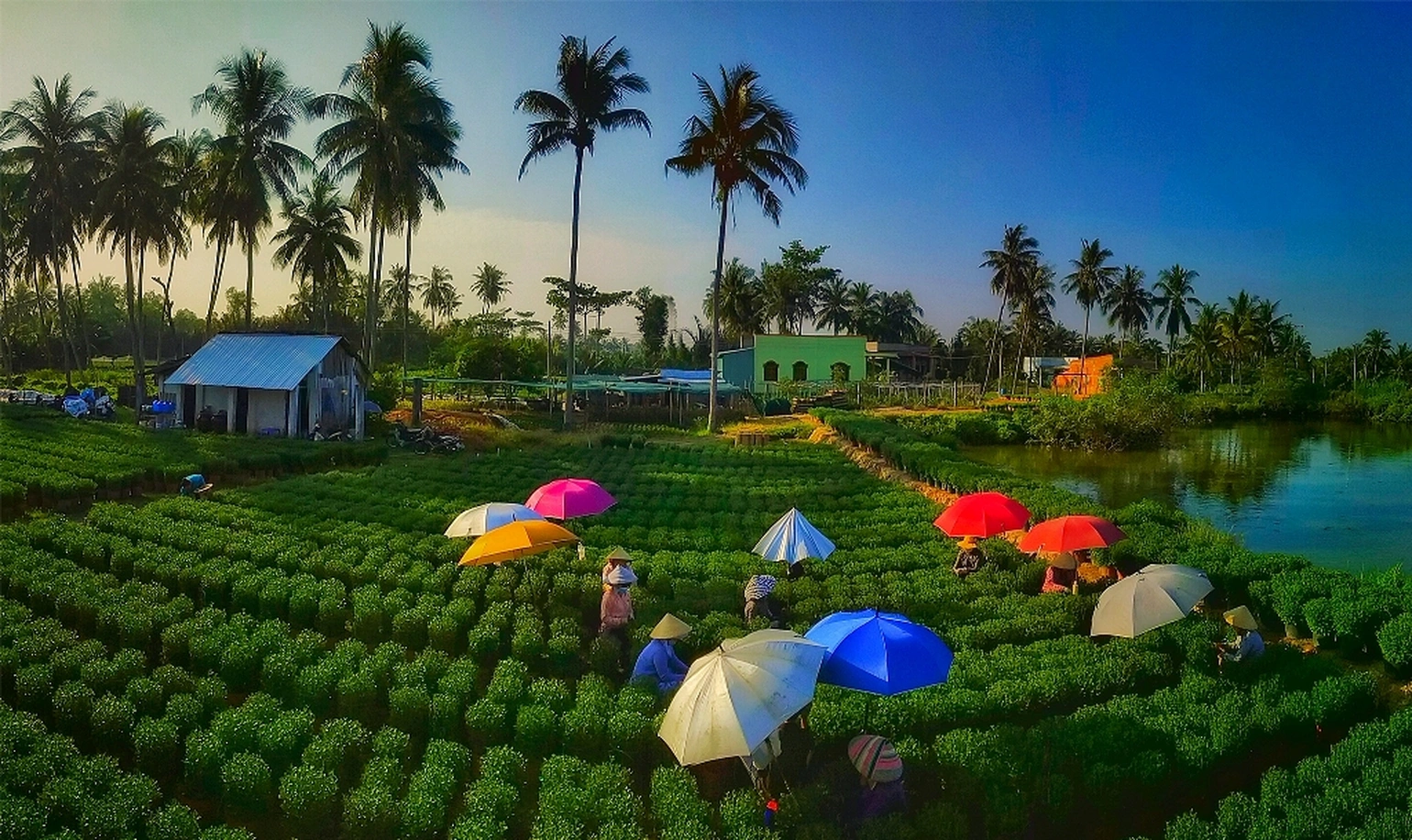 Làng nghề cây giống và hoa kiểng Cái Mơn - “vựa hoa” giữa miền sông nước