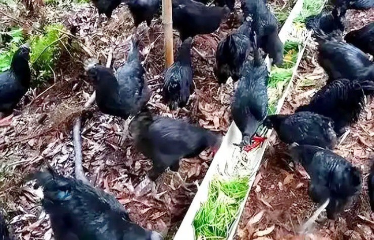 Bỏ phố về rừng sau cú sốc hôn nhân, người đàn ông từ tay trắng kiếm 14 tỷ/năm nhờ nuôi gà