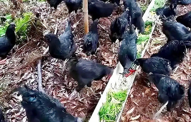 Bỏ phố về rừng sau cú sốc hôn nhân, người đàn ông từ tay trắng kiếm 14 tỷ/năm nhờ nuôi gà