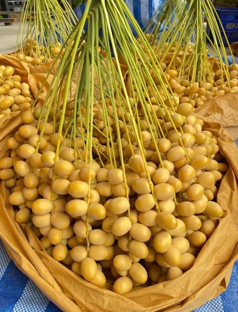 Loại quả đắt đỏ đến từ sa mạc: Từ đặc sản nhà giàu giờ thành hàng phổ thông ai cũng mua được