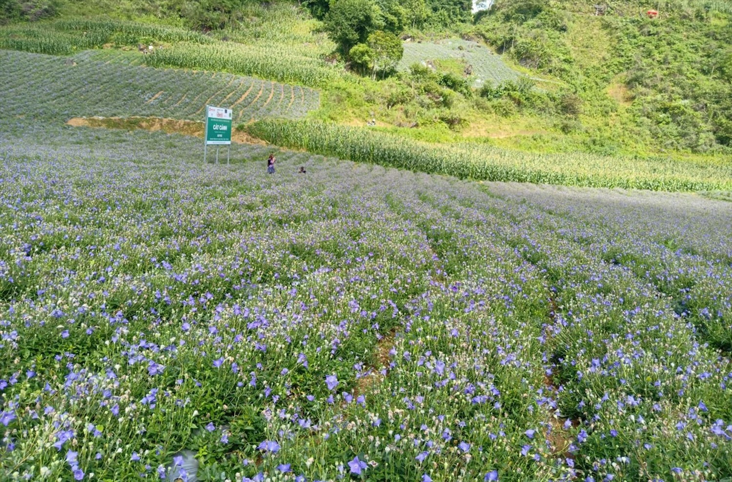 Bắc Hà (Lào Cai): Vùng đất hội tụ nguồn dược liệu quý