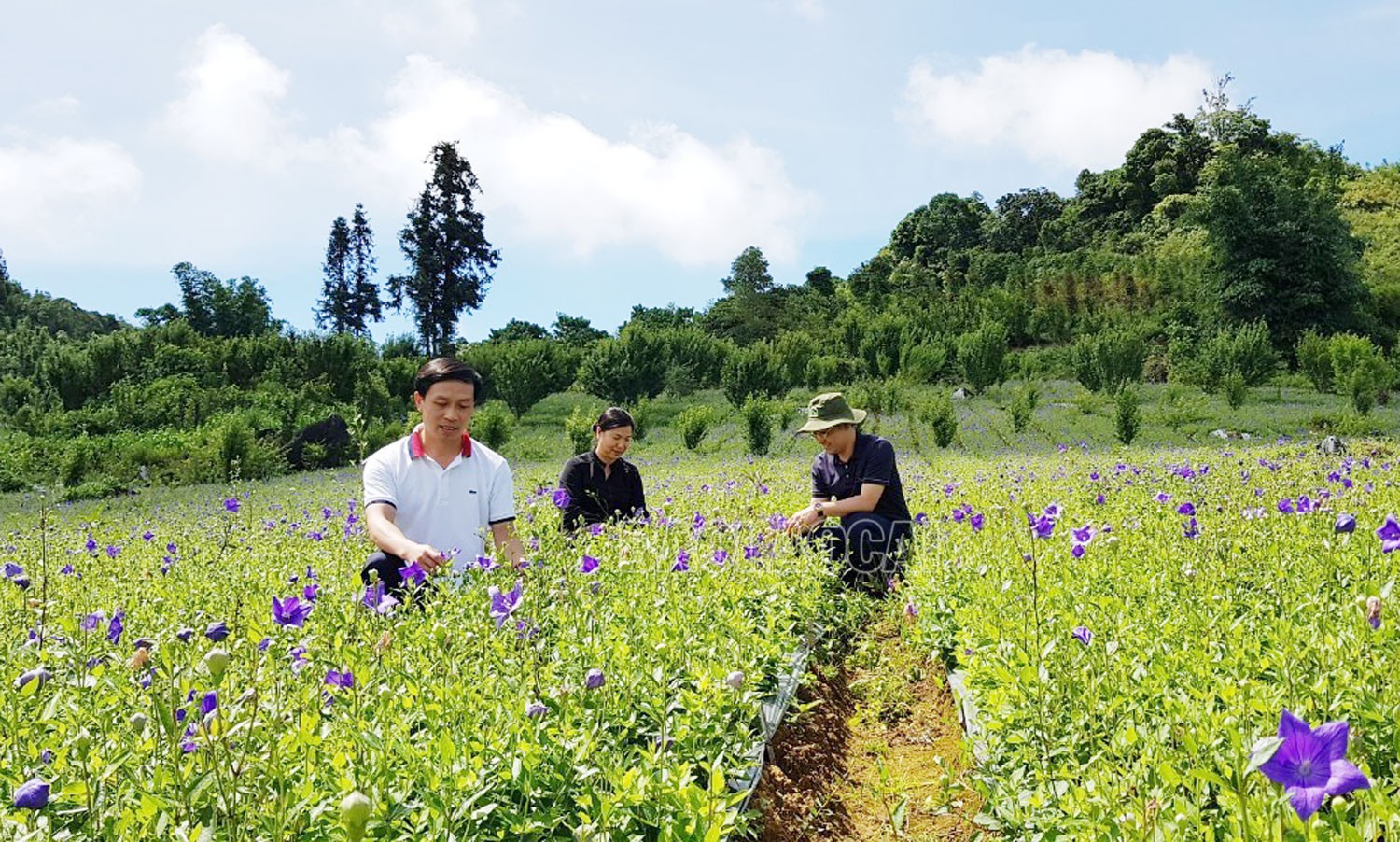 Bắc Hà (Lào Cai): Vùng đất hội tụ nguồn dược liệu quý
