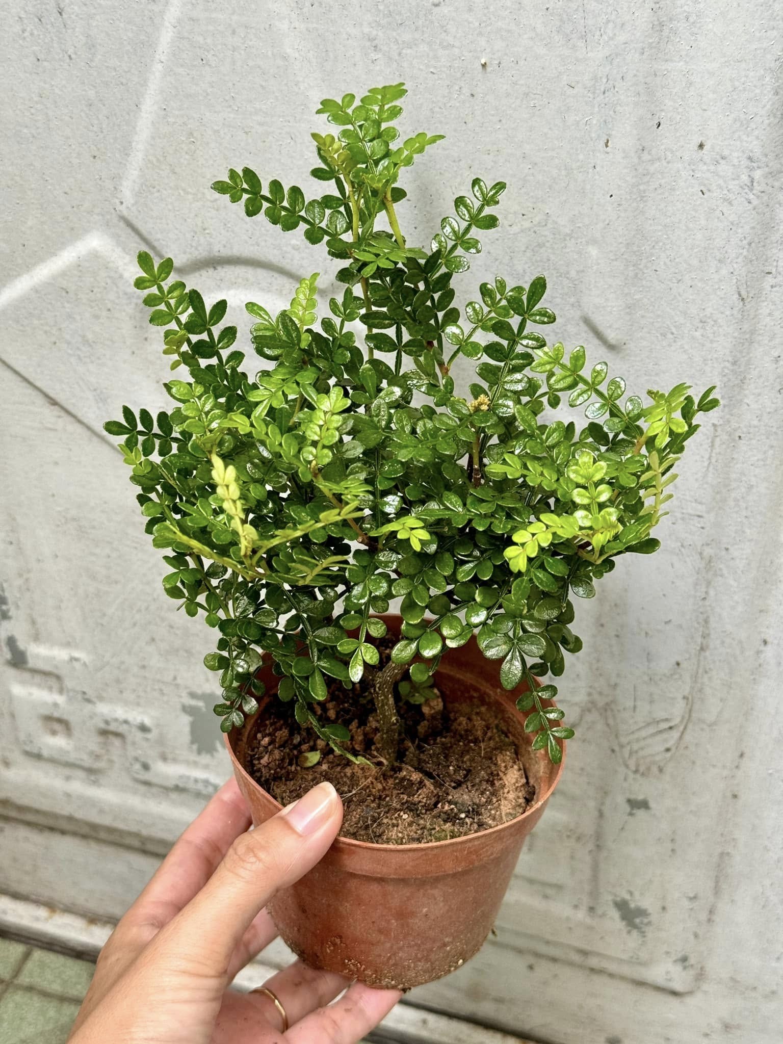 5 loại cây vừa làm thuốc vừa làm cảnh, mang ý nghĩa phong thủy tích cực