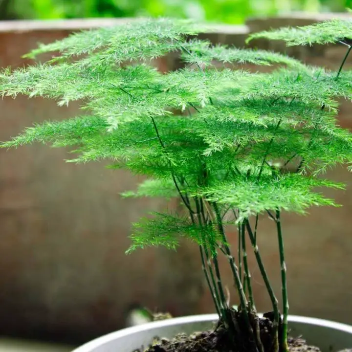5 loại cây vừa làm thuốc vừa làm cảnh, mang ý nghĩa phong thủy tích cực