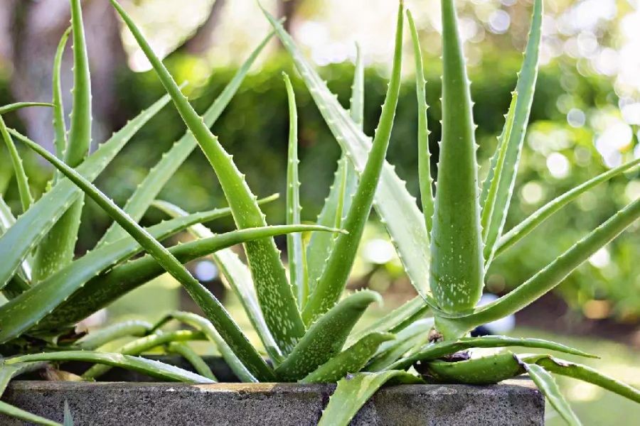 5 loại cây vừa làm thuốc vừa làm cảnh, mang ý nghĩa phong thủy tích cực