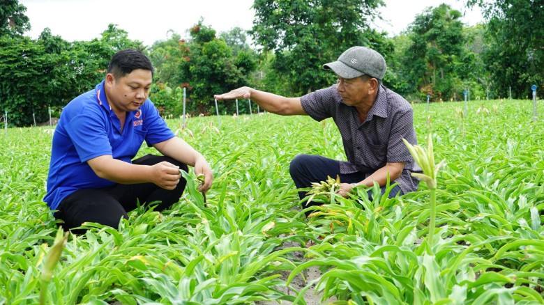 Cây dược liệu được ví như 