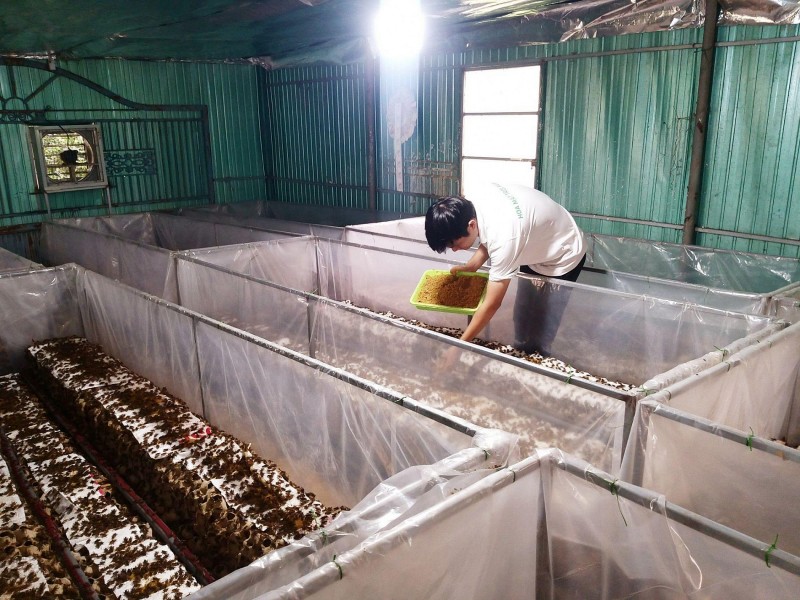 Làm giàu từ loài “kêu vang nhà”: Vốn ít, dễ nuôi, một tháng đã có thu nhập