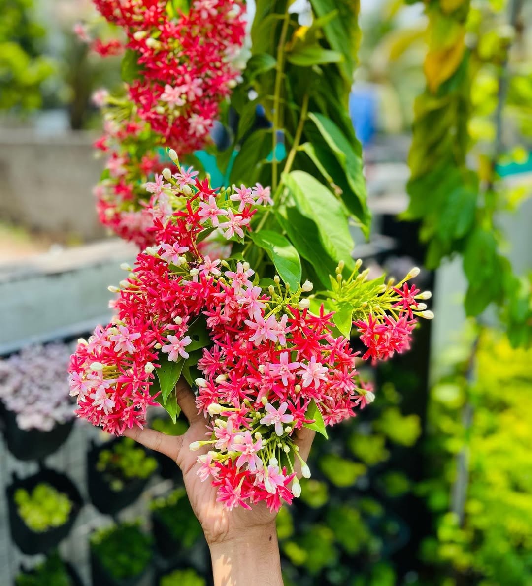Loài hoa leo vòm như khúc nhạc, rước quý nhân và tài lộc về nhà