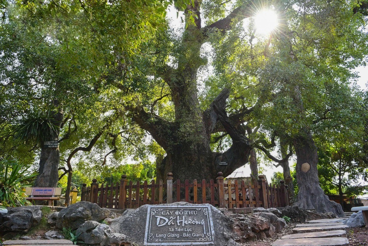 dã hương