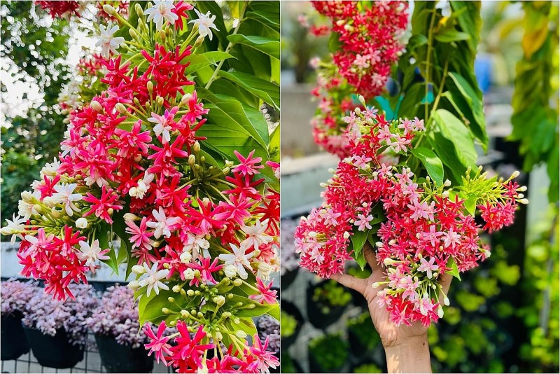 Loài hoa leo vòm như khúc nhạc, rước quý nhân và tài lộc về nhà