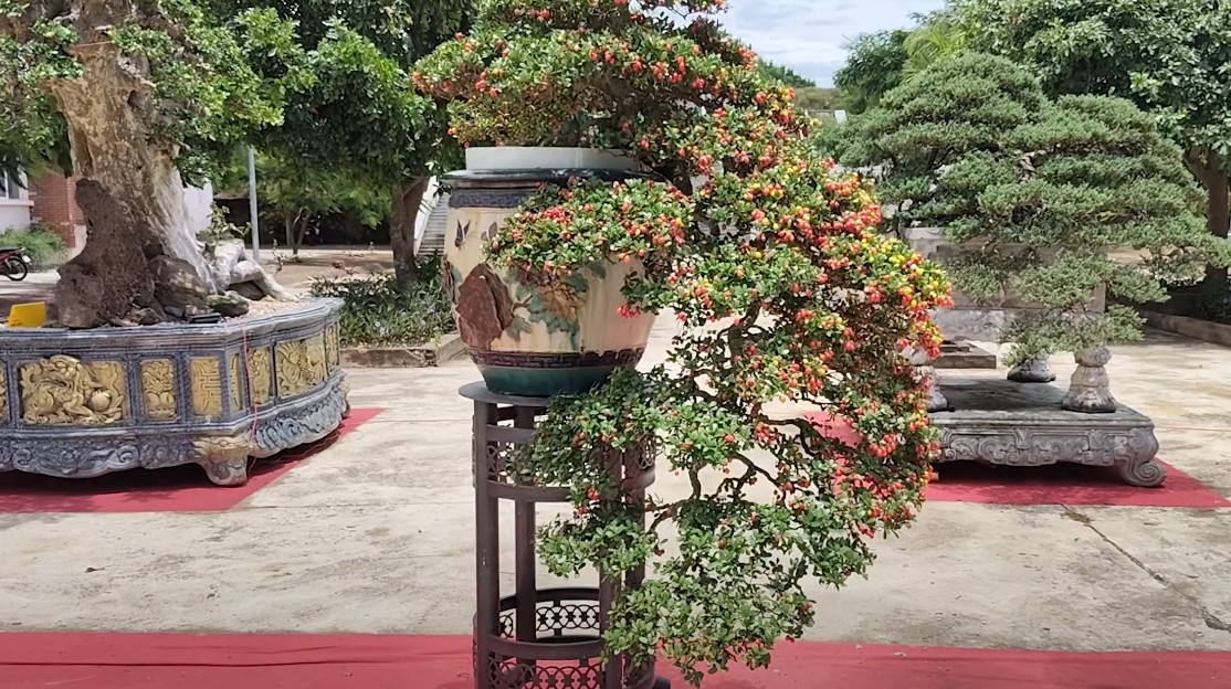 500 tác phẩm sinh vật cảnh chào mừng 60 năm chiến thắng Vạn Tường (Quảng Ngãi)