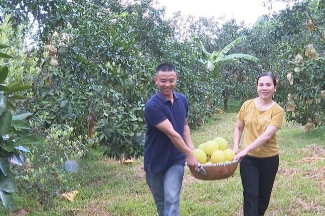Nông dân Phúc Trạch bán bưởi online, mơ làm du lịch trải nghiệm