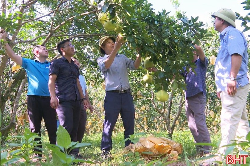 Nông dân Phúc Trạch, Hà Tĩnh bán bưởi online, mơ làm du lịch trải nghiệm