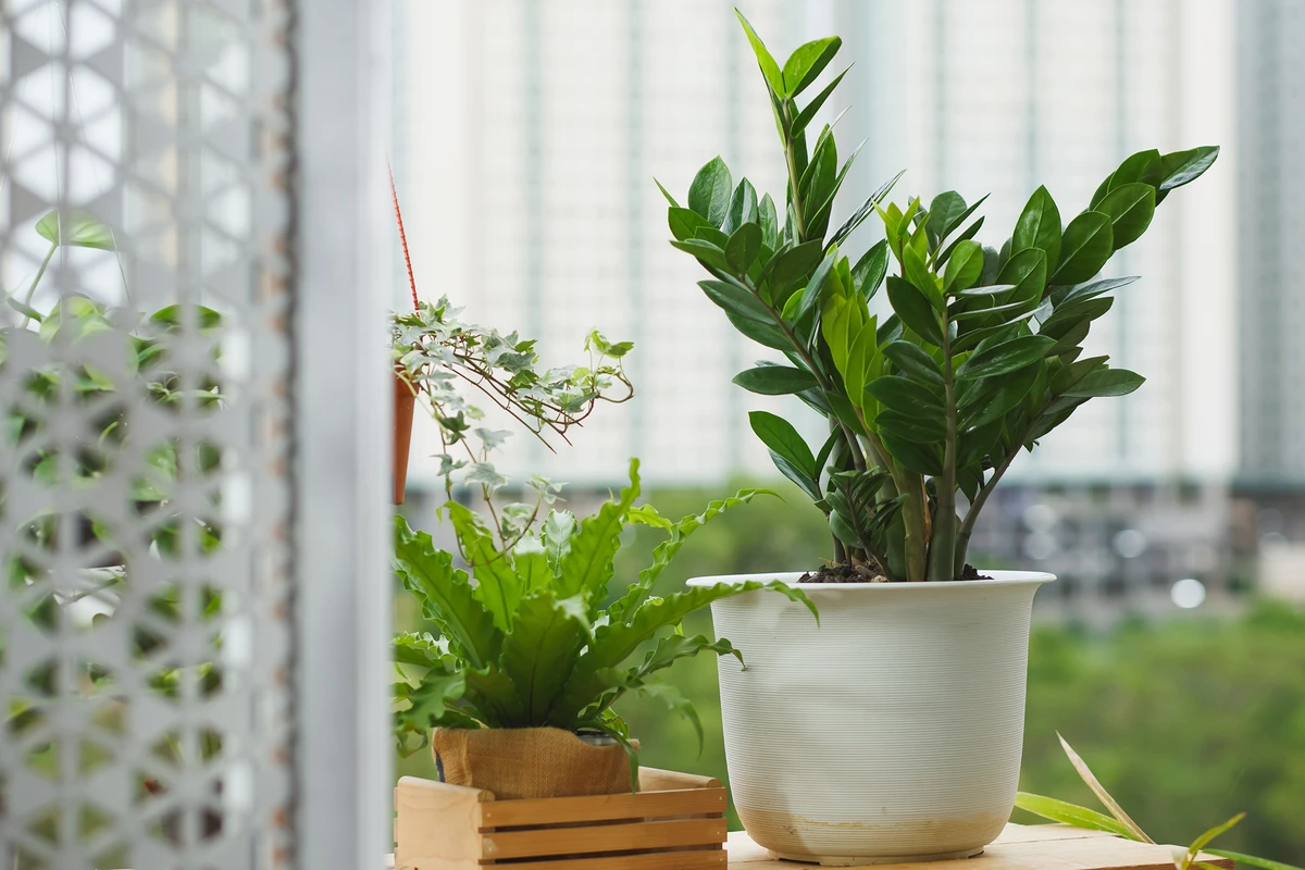 Cây Kim Tiền ZZ Plant lá xanh bóng, dễ chăm sóc, biểu tượng phong thủy mang lại tài lộc cho gia đình
