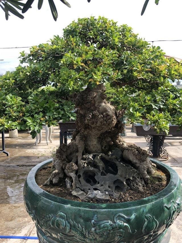Loài hoa thơm không kém hoa sen, hoa nhài, vừa làm cảnh vừa là dược liệu quý, giá trị kinh tế cao Loài hoa thơm không kém hoa sen, hoa nhài, vừa làm cảnh vừa là dược liệu quý, giá trị kinh tế cao