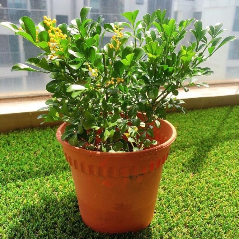 Loài hoa thơm không kém hoa sen, hoa nhài, vừa làm cảnh vừa là dược liệu quý, giá trị kinh tế cao Loài hoa thơm không kém hoa sen, hoa nhài, vừa làm cảnh vừa là dược liệu quý, giá trị kinh tế cao