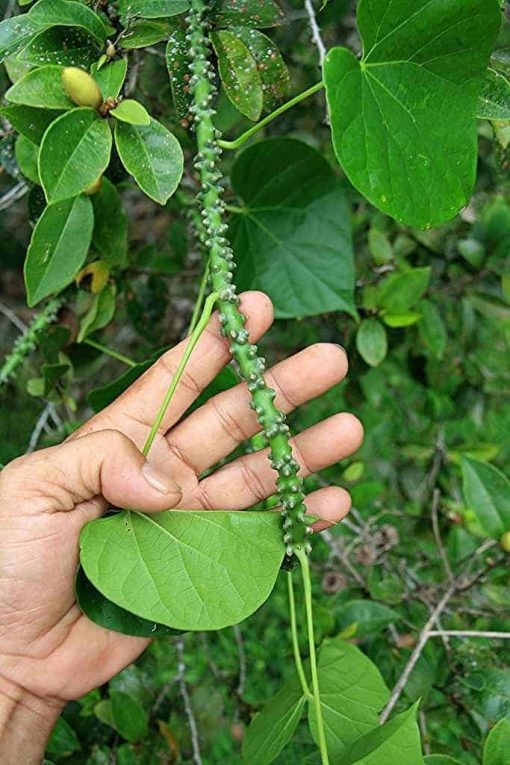 Cây dại ven rừng thành dược liệu quý: Giá hàng trăm nghìn đồng mỗi kg, mở hướng làm giàu cho nông dân miền núi