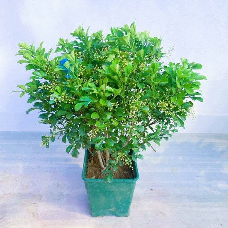Loài hoa thơm không kém hoa sen, hoa nhài, vừa làm cảnh vừa là dược liệu quý, giá trị kinh tế cao Loài hoa thơm không kém hoa sen, hoa nhài, vừa làm cảnh vừa là dược liệu quý, giá trị kinh tế cao