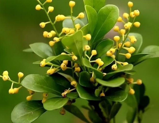 Loài hoa thơm không kém hoa sen, hoa nhài, vừa làm cảnh vừa là dược liệu quý, giá trị kinh tế cao Loài hoa thơm không kém hoa sen, hoa nhài, vừa làm cảnh vừa là dược liệu quý, giá trị kinh tế cao