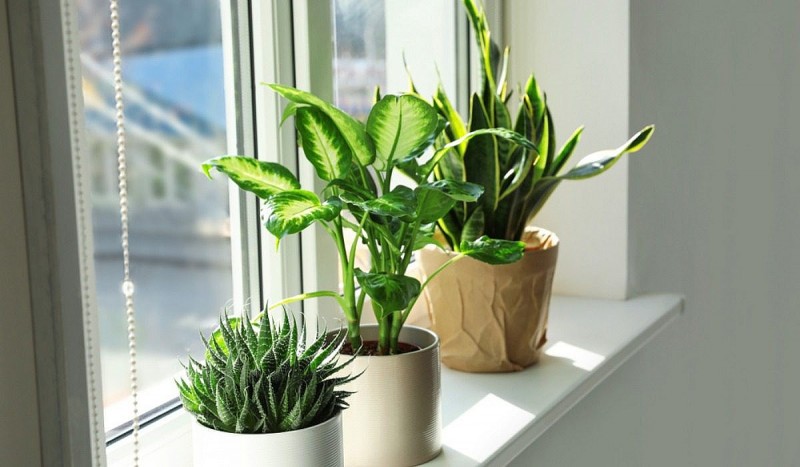 Mộc dưỡng nhân tâm: Cổ nhân dạy cách trồng cây cảnh hợp phong thủy cho gia đình