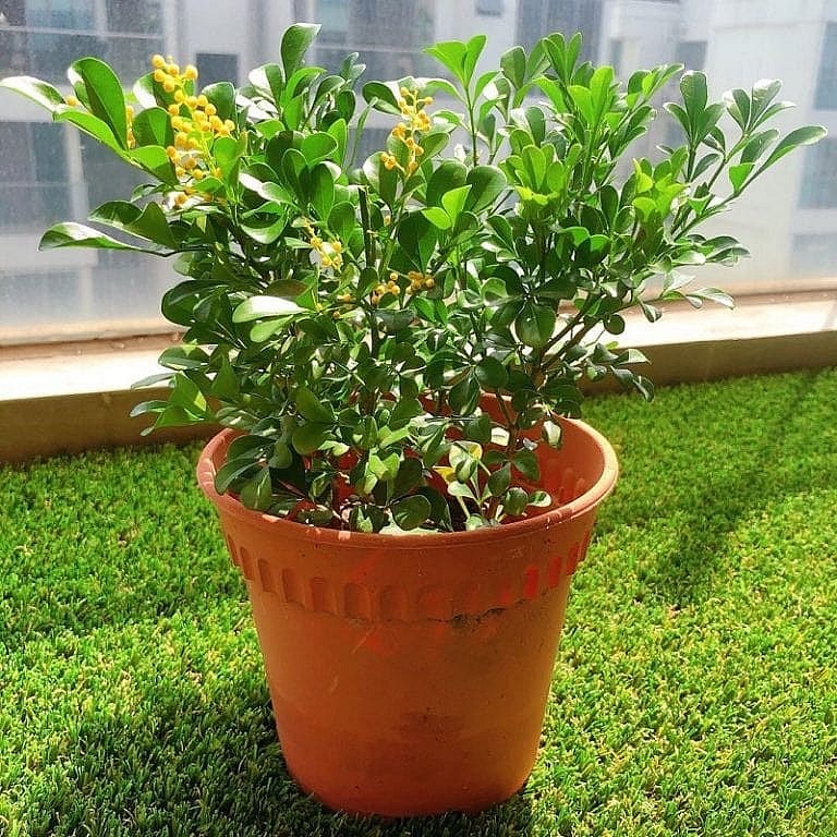 Loài hoa thơm không kém hoa sen, hoa nhài, vừa làm cảnh vừa là dược liệu quý, giá trị kinh tế cao