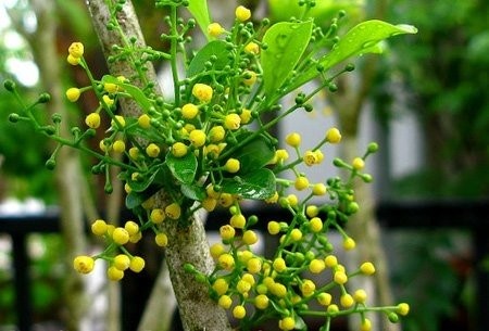Loài hoa thơm không kém hoa sen, hoa nhài, vừa làm cảnh vừa là dược liệu quý, giá trị kinh tế cao Loài hoa thơm không kém hoa sen, hoa nhài, vừa làm cảnh vừa là dược liệu quý, giá trị kinh tế cao
