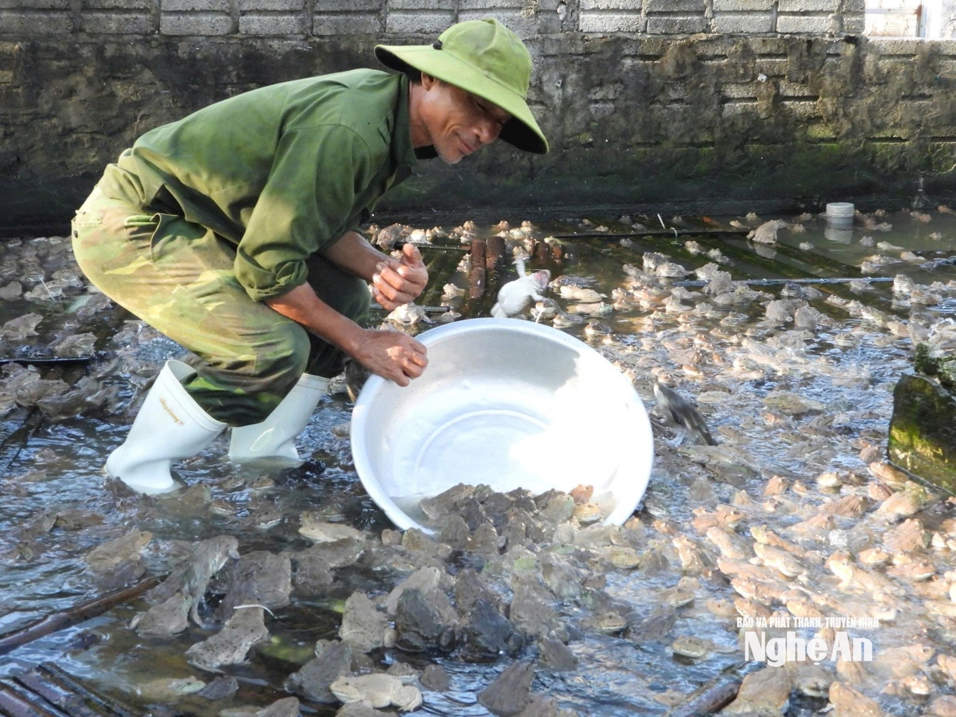 Bí mật từ vùng đất bỏ hoang giúp nông dân Nghệ An thu hàng trăm triệu mỗi năm