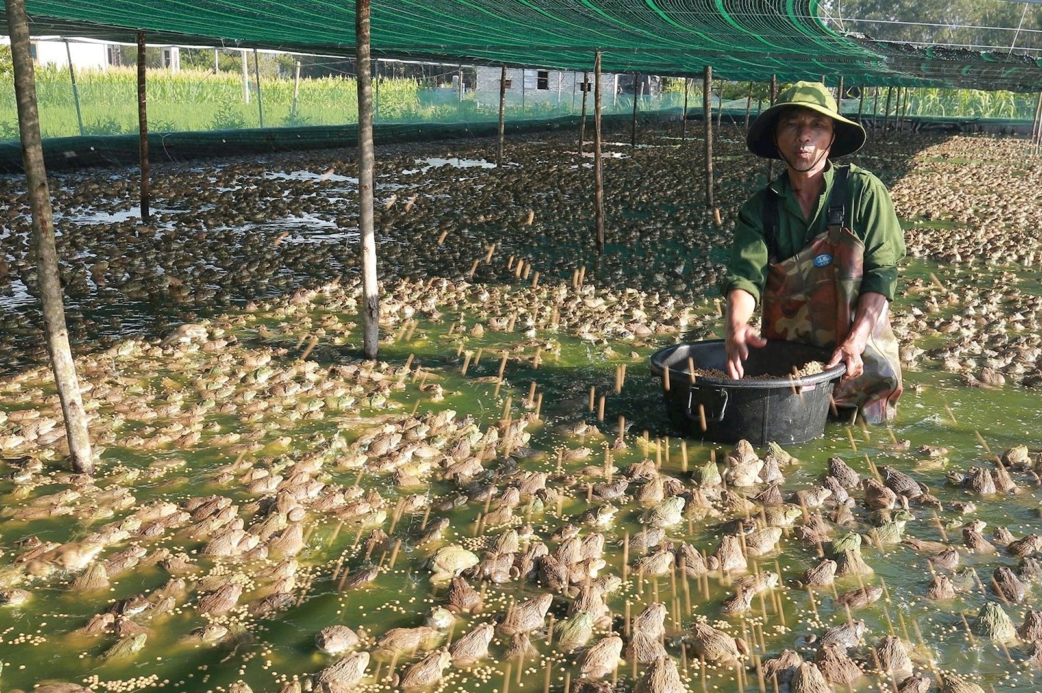 Bí mật từ vùng đất bỏ hoang giúp nông dân Nghệ An thu hàng trăm triệu mỗi năm
