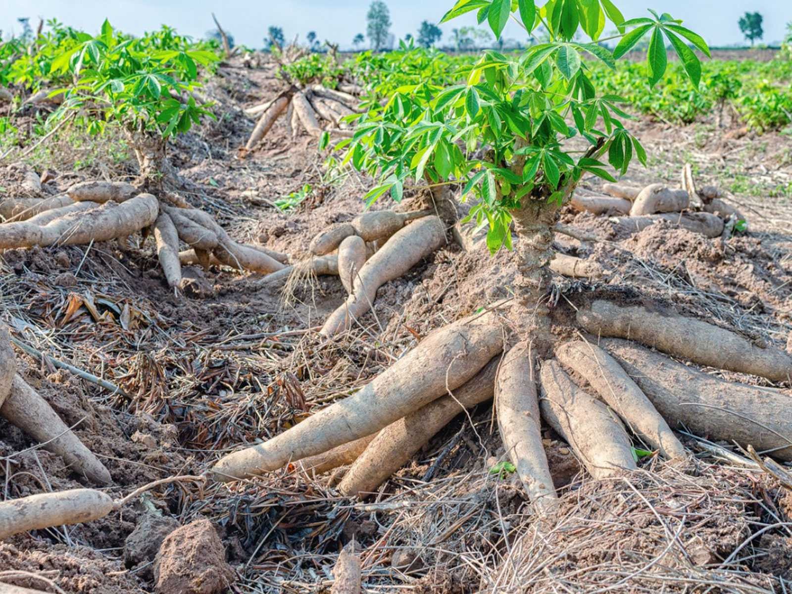 “Ngọc trắng dưới lòng đất