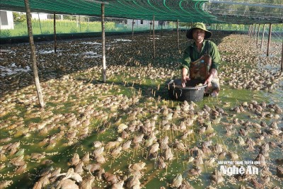 Bí mật từ vùng đất bỏ hoang giúp nông dân Nghệ An thu hàng trăm triệu mỗi năm