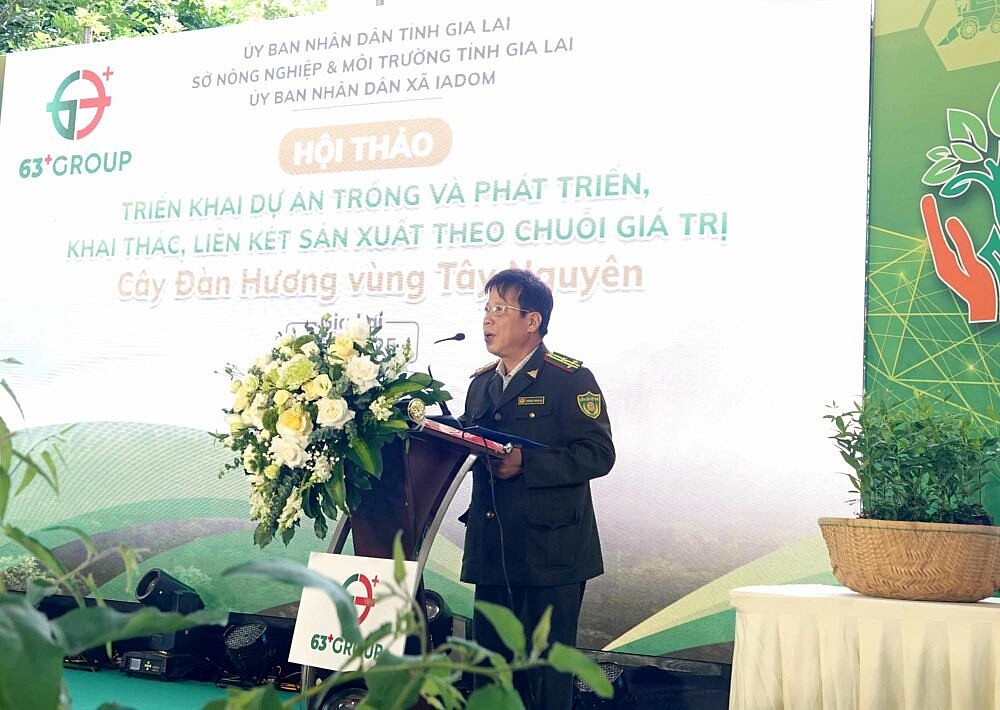 Đàn hương nơi đất đỏ: Hành trình đánh thức “vàng xanh” giữa đại ngàn Tây Nguyên