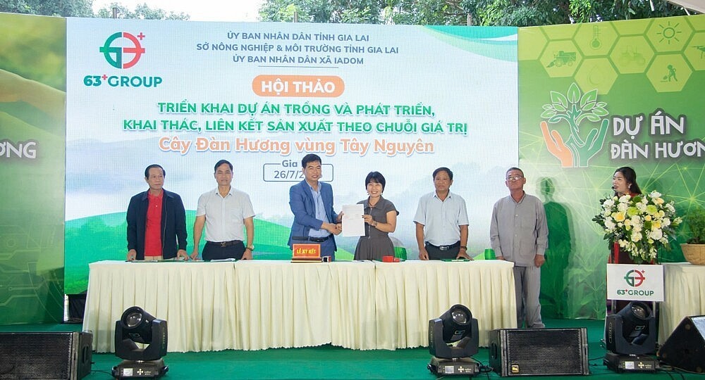 Đàn hương nơi đất đỏ: Hành trình đánh thức “vàng xanh” giữa đại ngàn Tây Nguyên