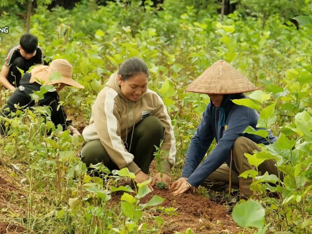 Đàn hương nơi đất đỏ: Hành trình đánh thức “vàng xanh” giữa đại ngàn Tây Nguyên